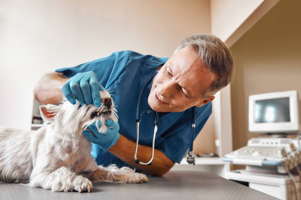 Best Emergency Treatment for Dental Infections or Abscesses in Knik Fairview, AK